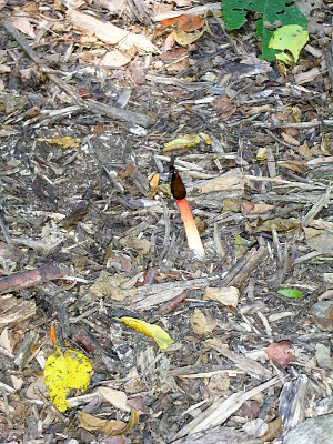 [A tall thin mushroom with a white stem and a reddish brown tip. The stem leading to the tip has a bit of a reddish cast.]